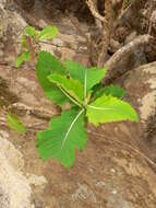 Image of Crambe scaberrima Webb ex Bramwell