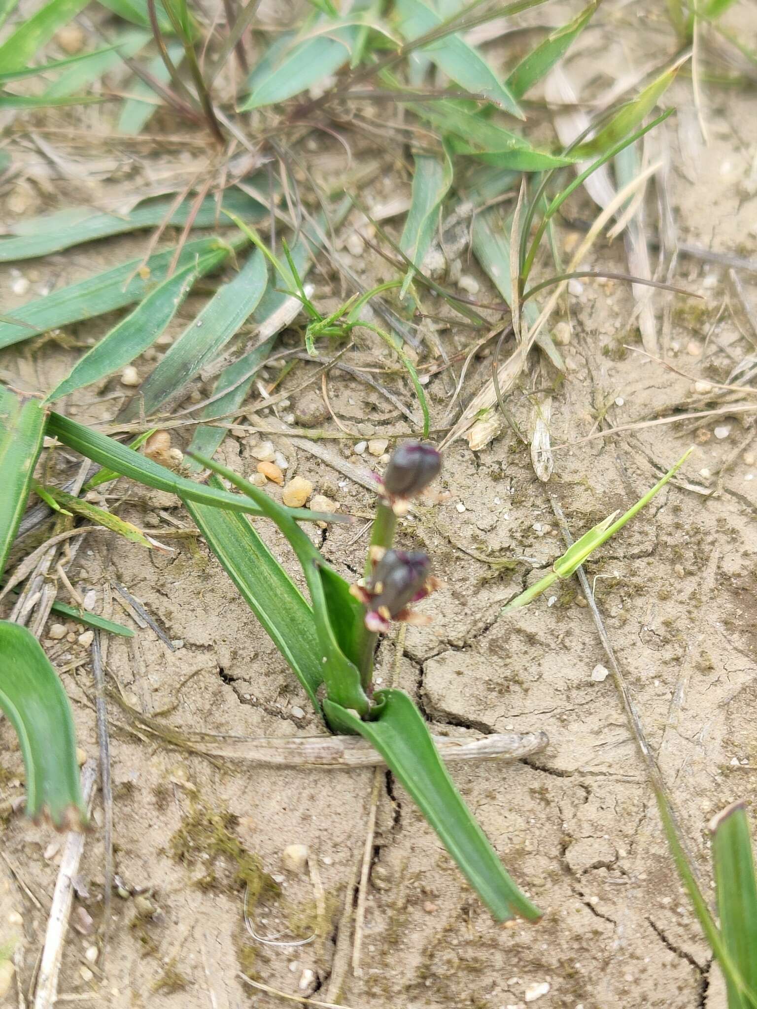 Image of Wurmbea uniflora (R. Br.) T. D. Macfarl.