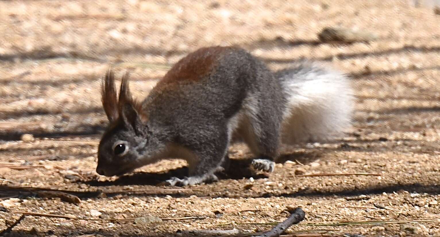 Image of Sciurus subgen. Otosciurus Nelson 1899