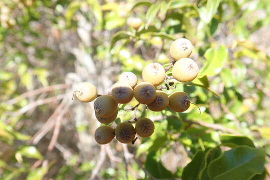 Image of Leptolaena cuspidata Baker