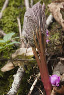 Image of Paeonia wittmanniana Hartw. ex Lindl.