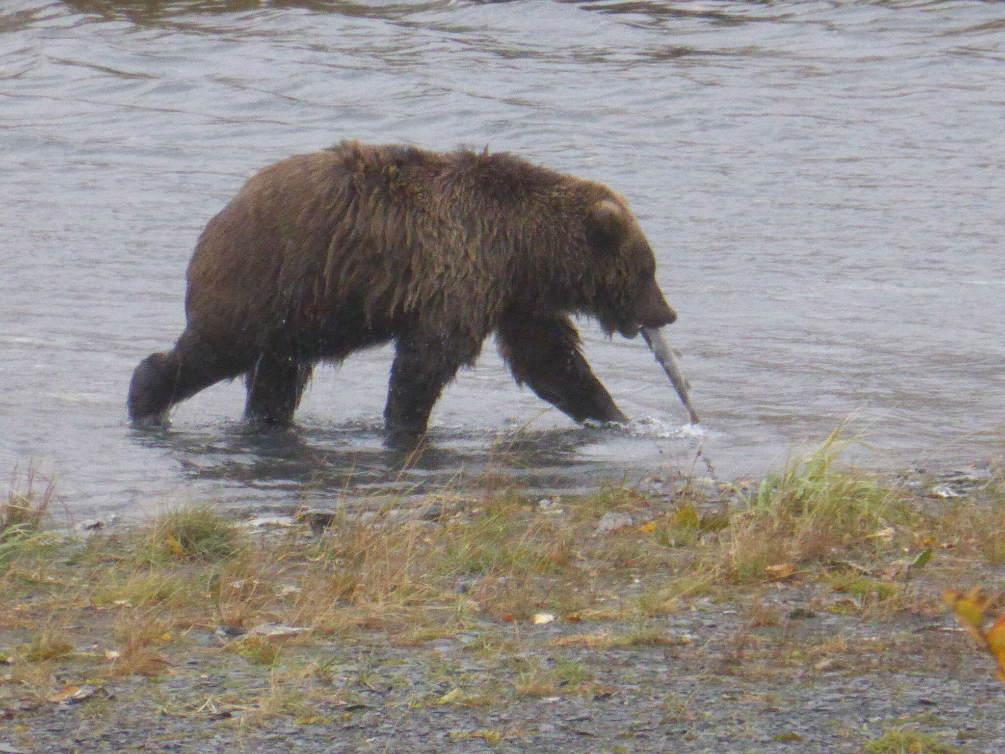 Image of Ursus arctos middendorffi Merriam 1896