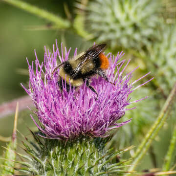 Image of Red tailed bumblebee