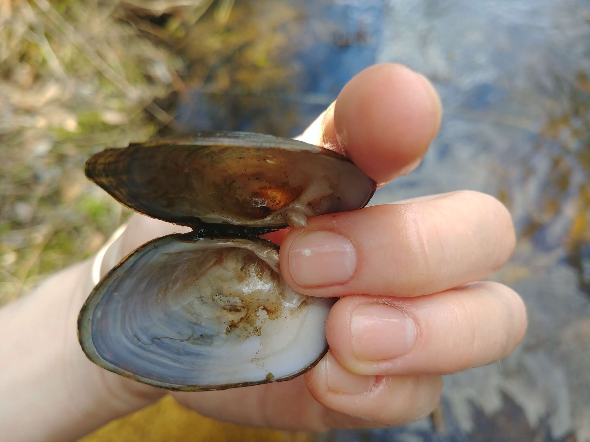 Image of Alasmidonta undulata (Say 1817)