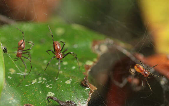 Image of South American social spider