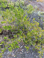 Image of Florida hopbush