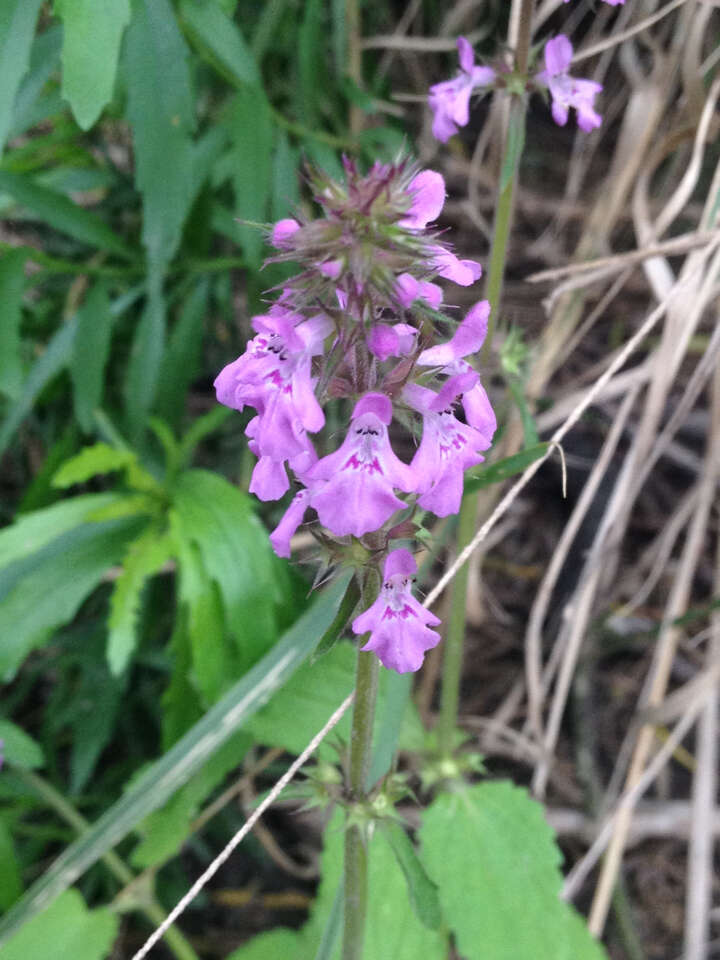 Image of PInk Mint