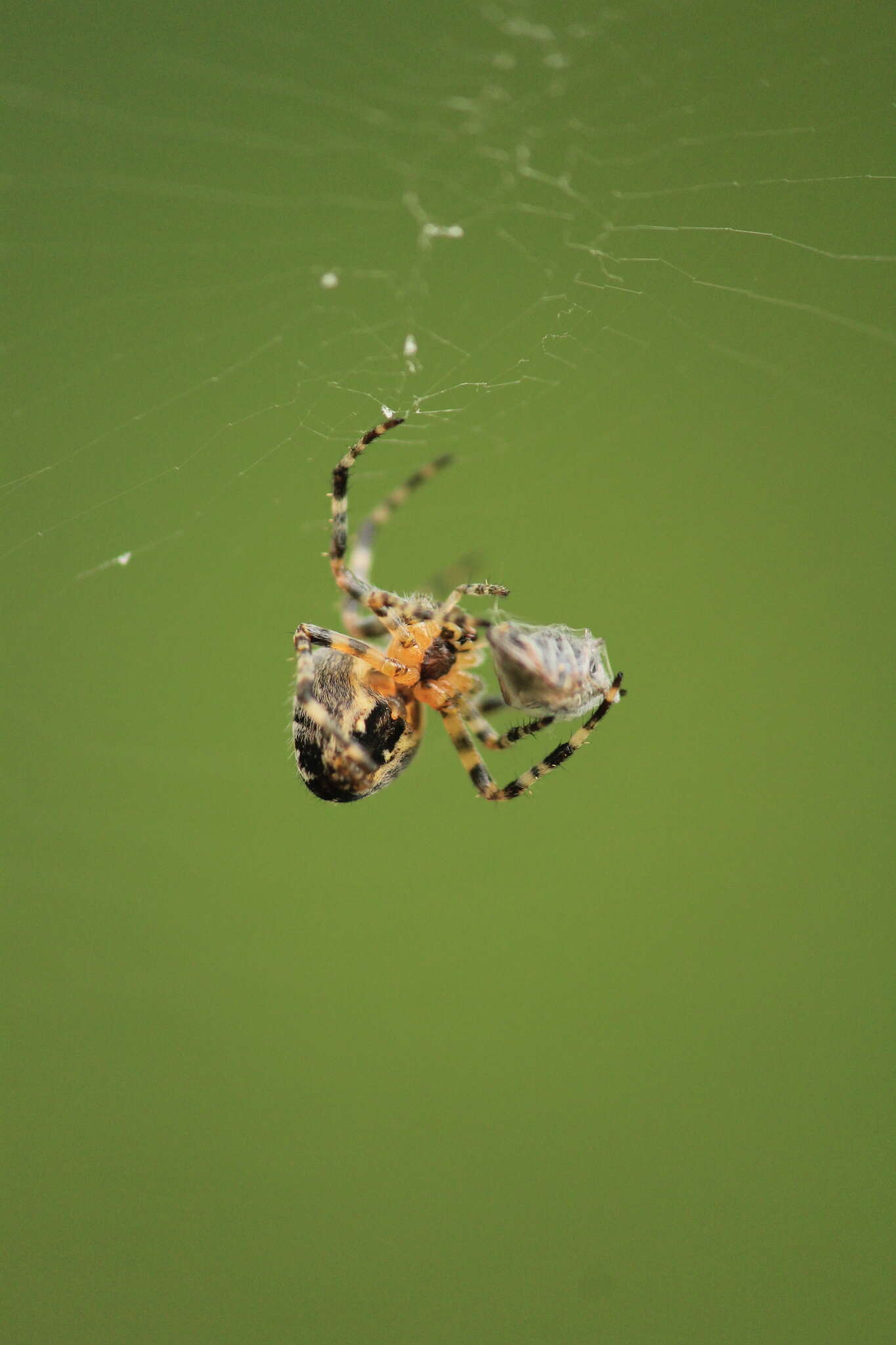 Image of Garden spider