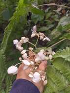 Слика од Begonia urophylla Hook.