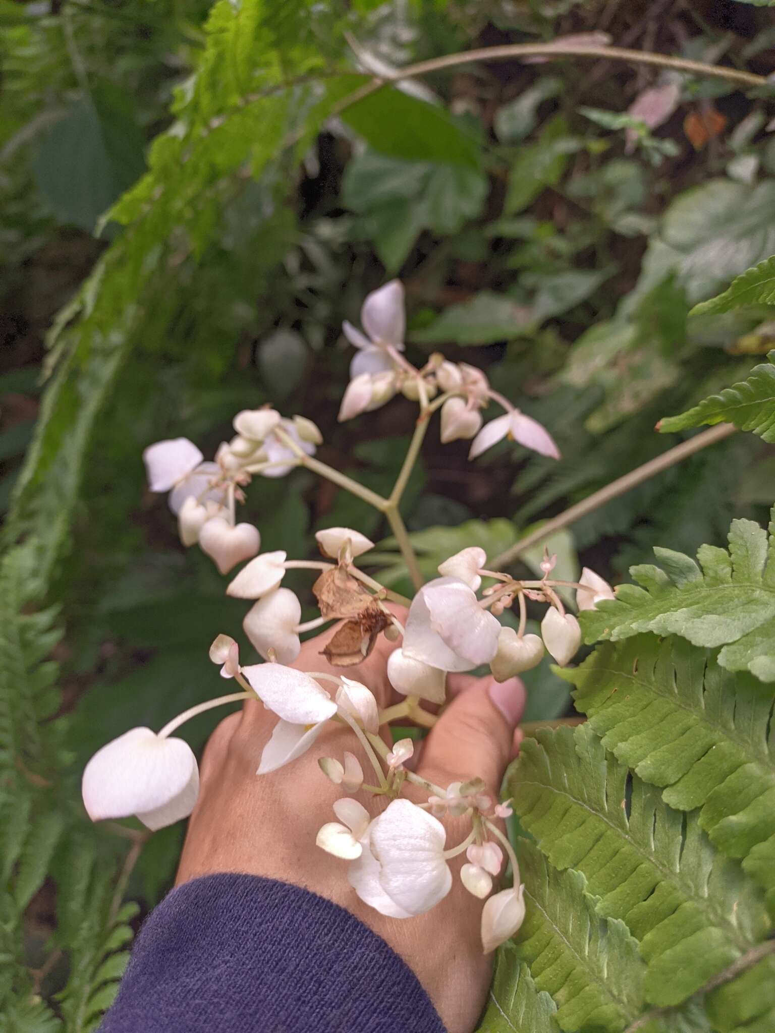 Слика од Begonia urophylla Hook.