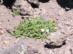 Leucheria scrobiculata Gill. & Don resmi