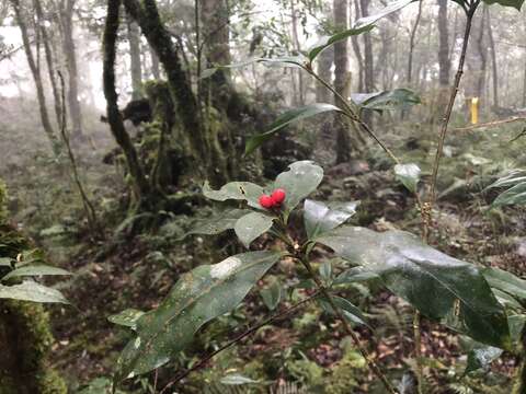 Image of Skimmia japonica subsp. distinctevenulosa (Hayata) T. C. Ho