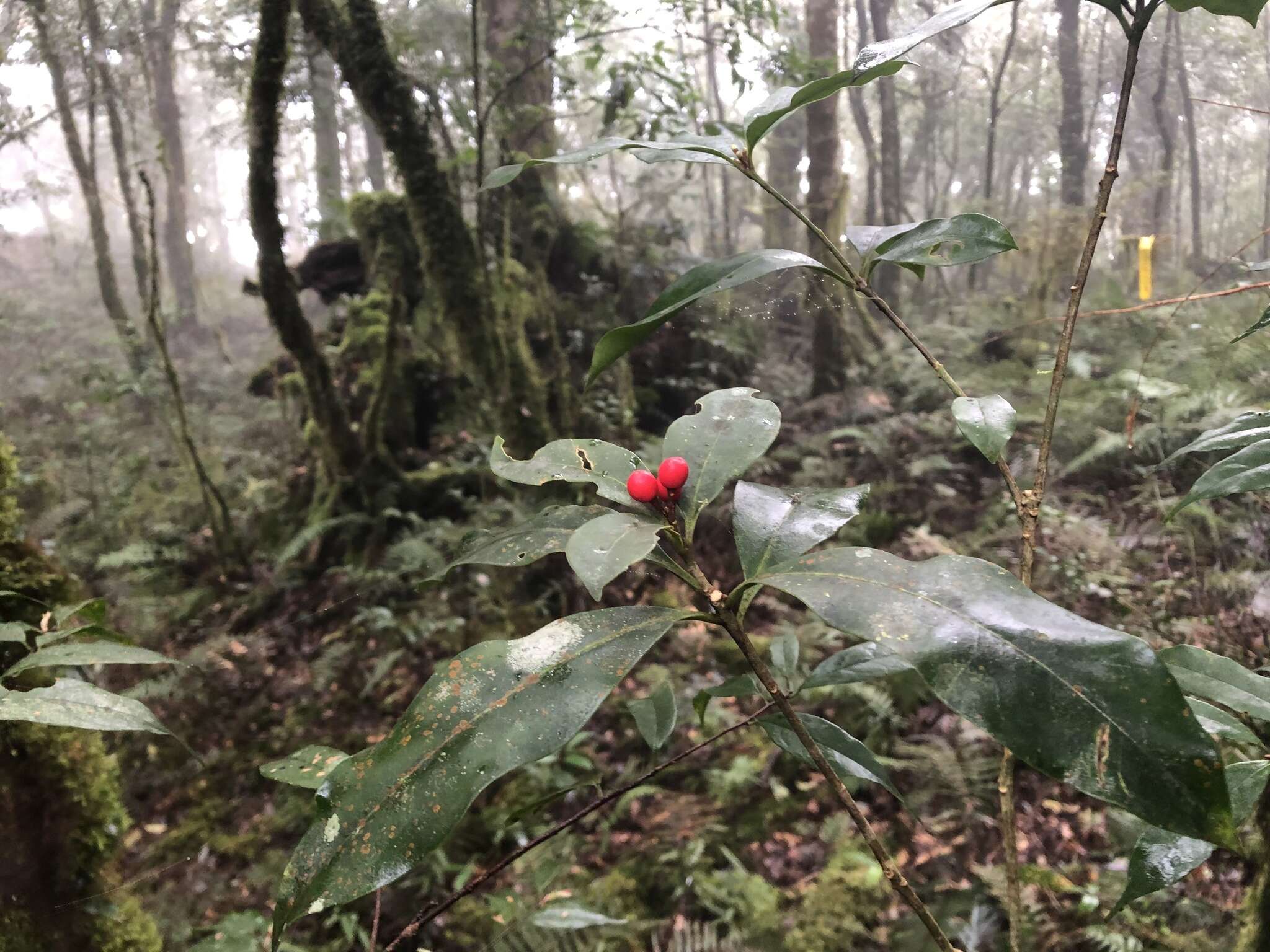 Imagem de Skimmia japonica subsp. distinctevenulosa (Hayata) T. C. Ho