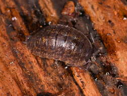 Image of Porcellio montanus Budde-Lund 1885