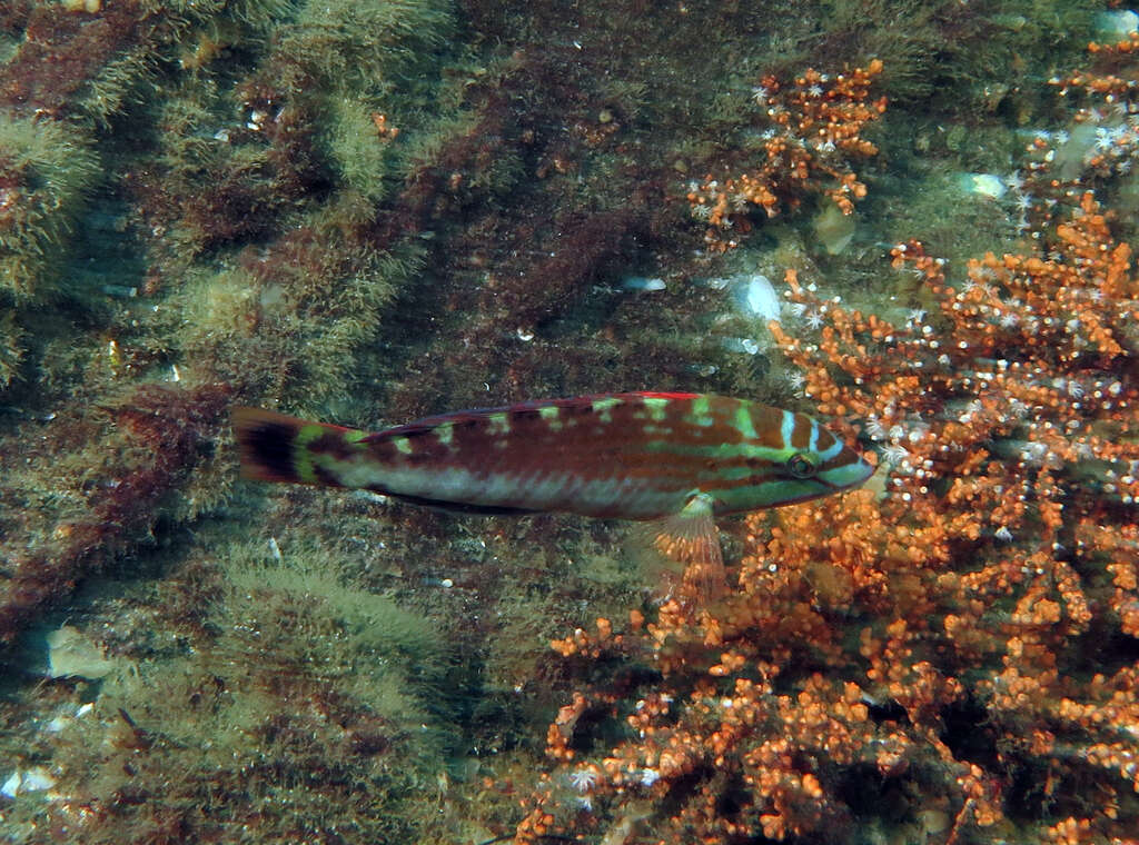 Image of Gunther's wrasse