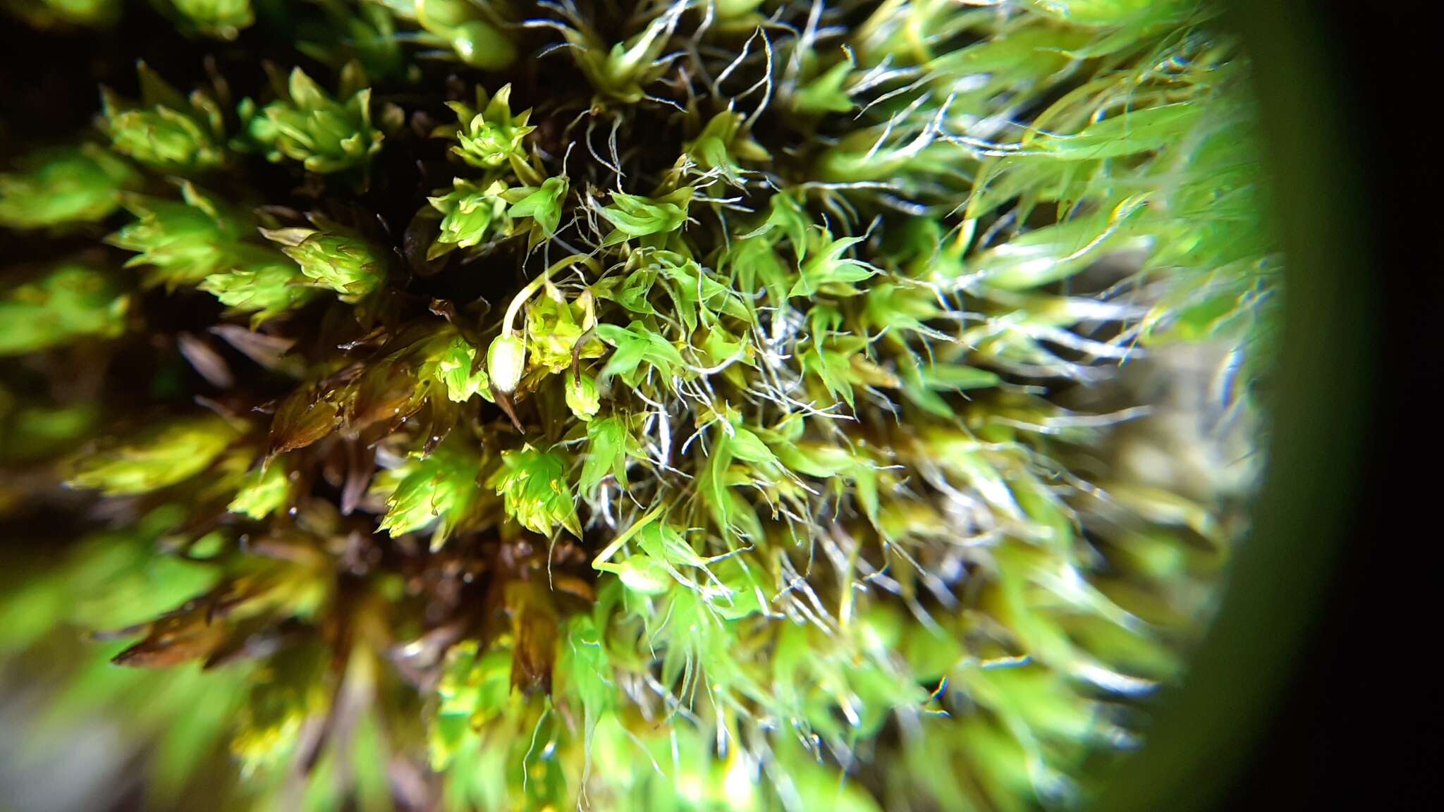 Image of orthotrichum moss