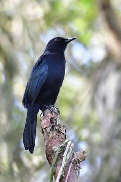 Image of Melanoptila Sclater & PL 1858