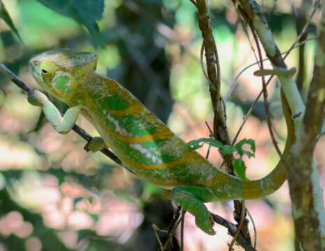 Image of Parson's Chameleon