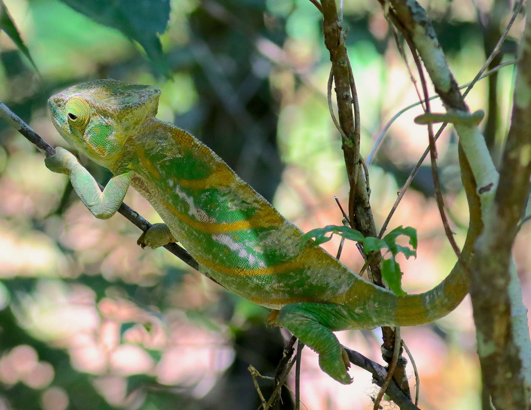 Image of Parson's Chameleon