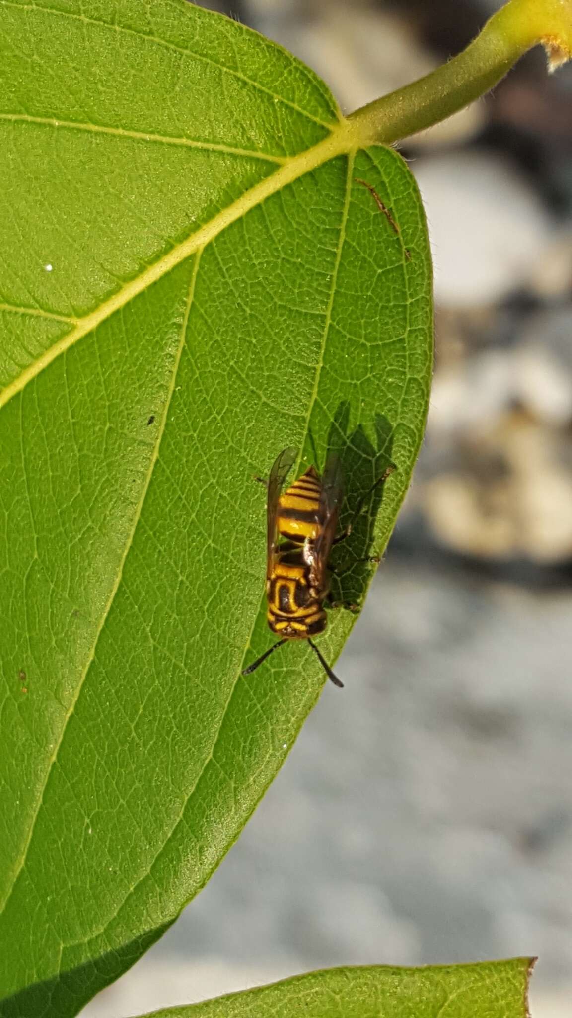 Image de Brachygastra bilineolata (Spinosa 1841)