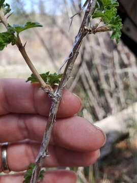 Image of whitestem gooseberry