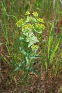 Image of serrate spurge