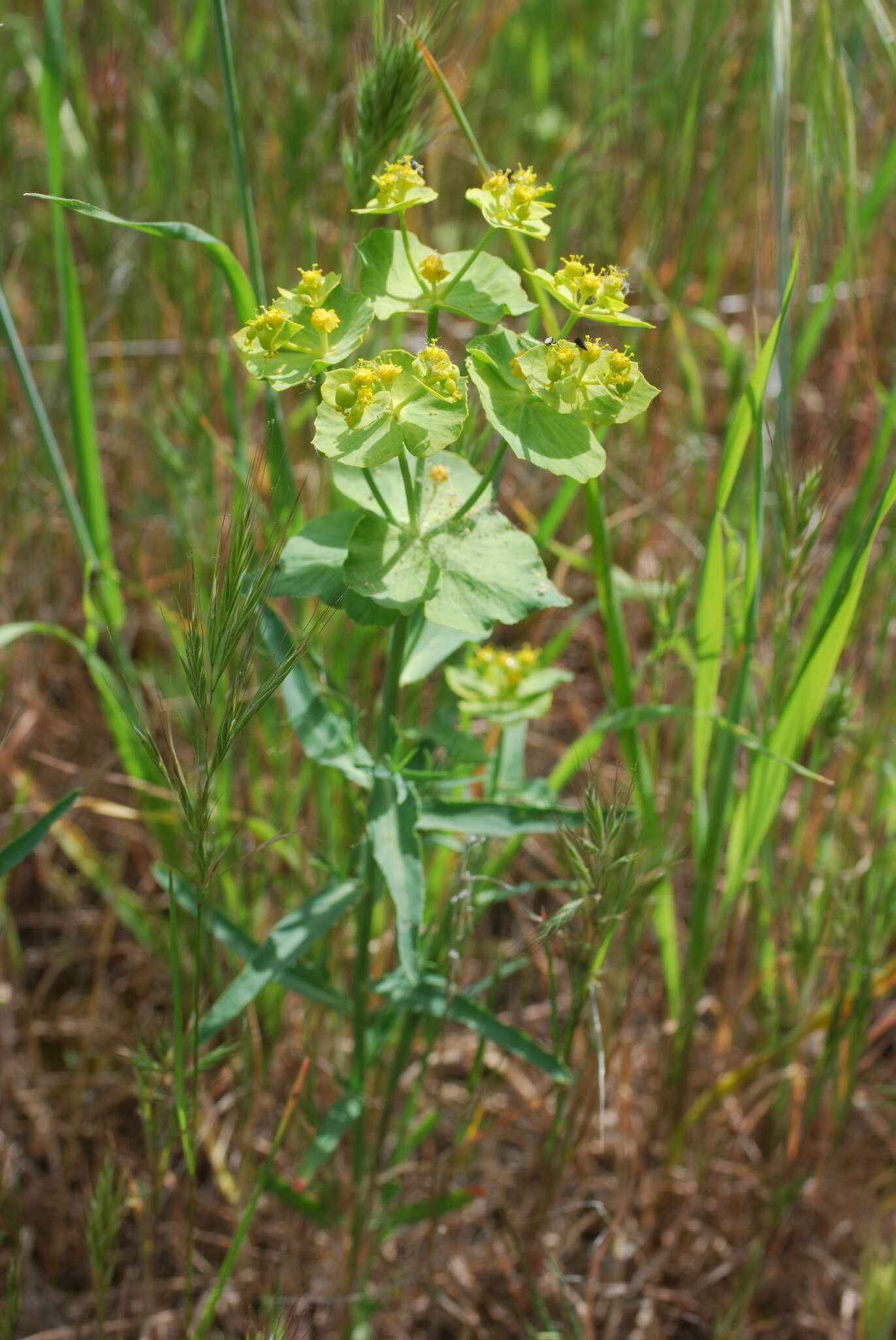 Image of serrate spurge