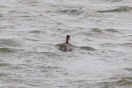 Image of Hoary-headed Grebe