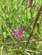 Vicia americana Willd. resmi