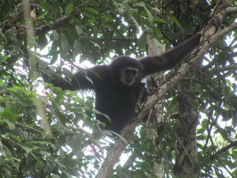 Image of White-handed Gibbon