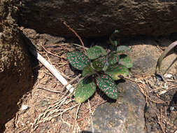 Hypoestes phyllostachya Baker resmi