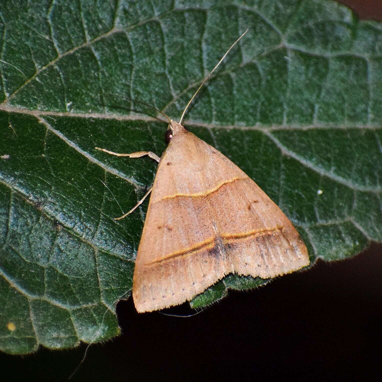 Imagem de Plecoptera laniata Hampson 1910