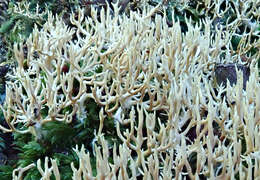 Imagem de Lentaria glaucosiccescens R. H. Petersen 2000