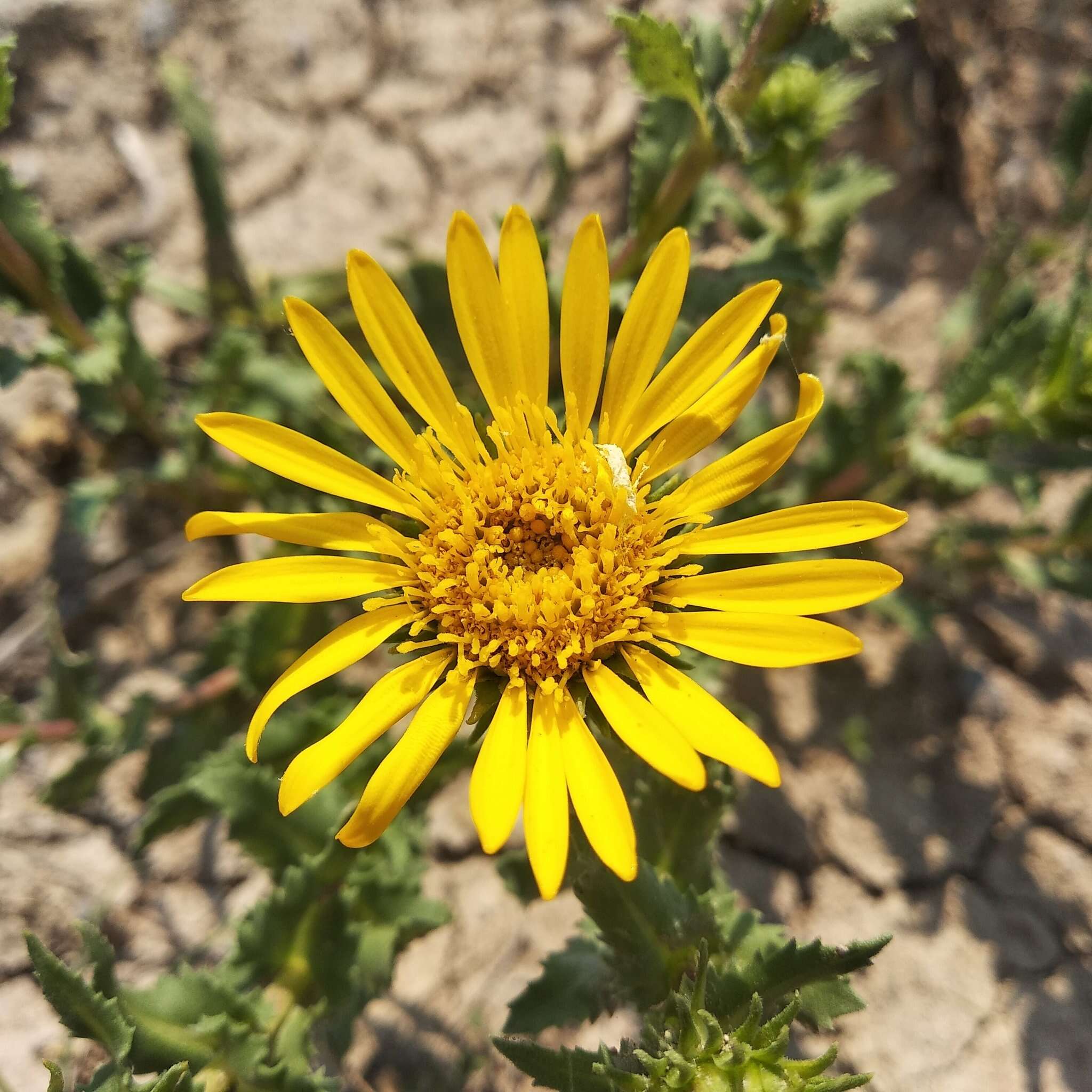 Image of Grindelia inuloides Willd.