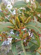 Image of Eucalyptus staeri Maiden ex Kessell & C. A. Gardner