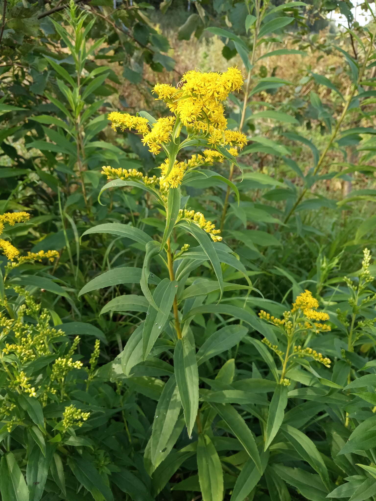 Image de Solidago snarskisii