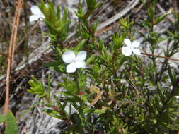 Image of Rough False Hedge-Nettle