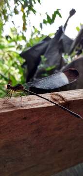 Image of Showy Cascade Damsel