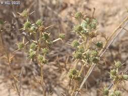 Image of Eryngium glomeratum Lam.