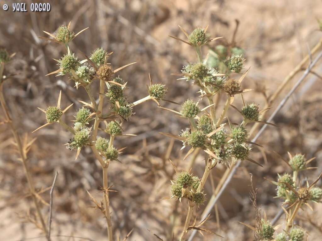 Image of Eryngium glomeratum Lam.