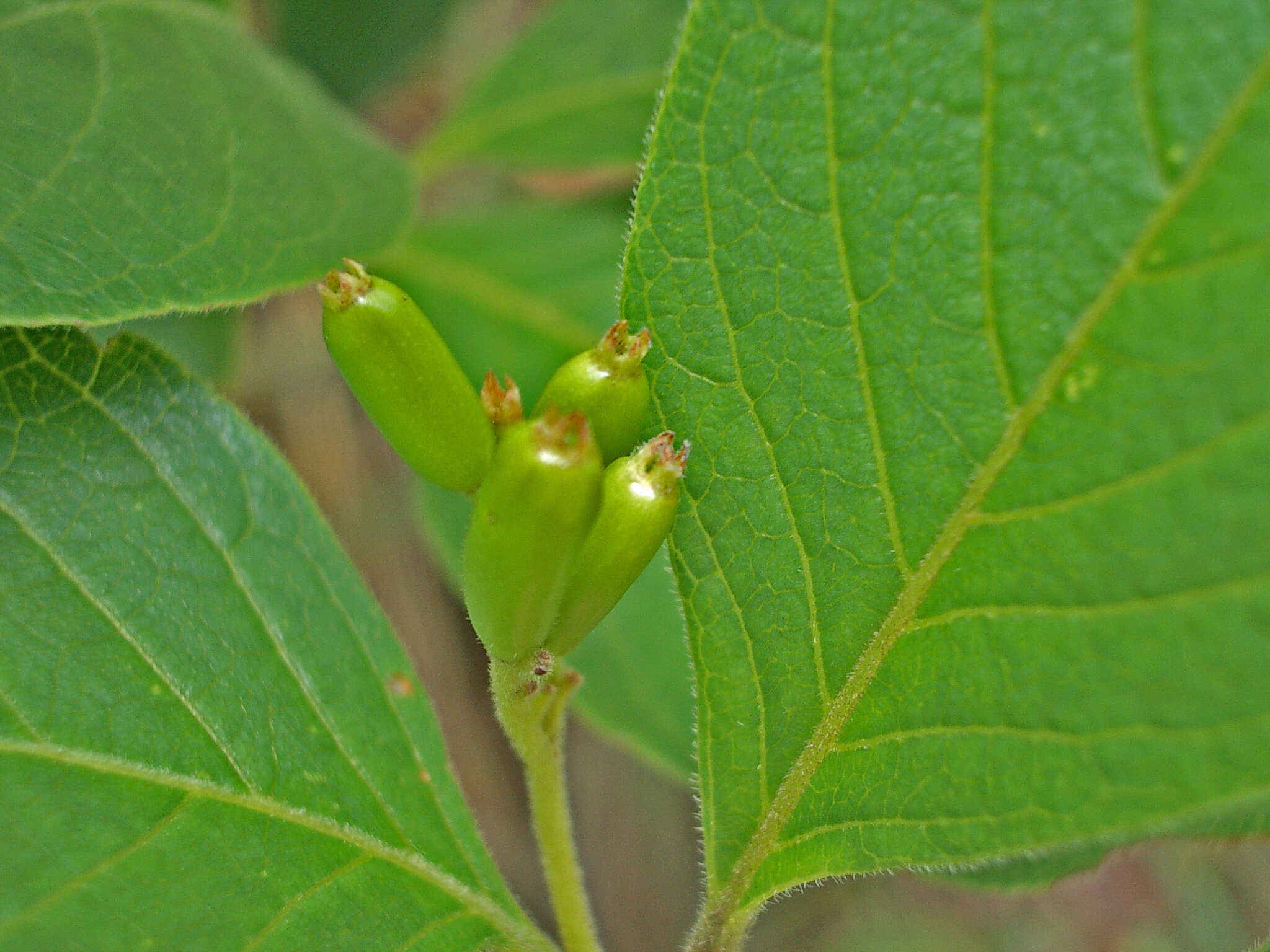 Image of Chomelia ribesioides Benth. ex A. Gray