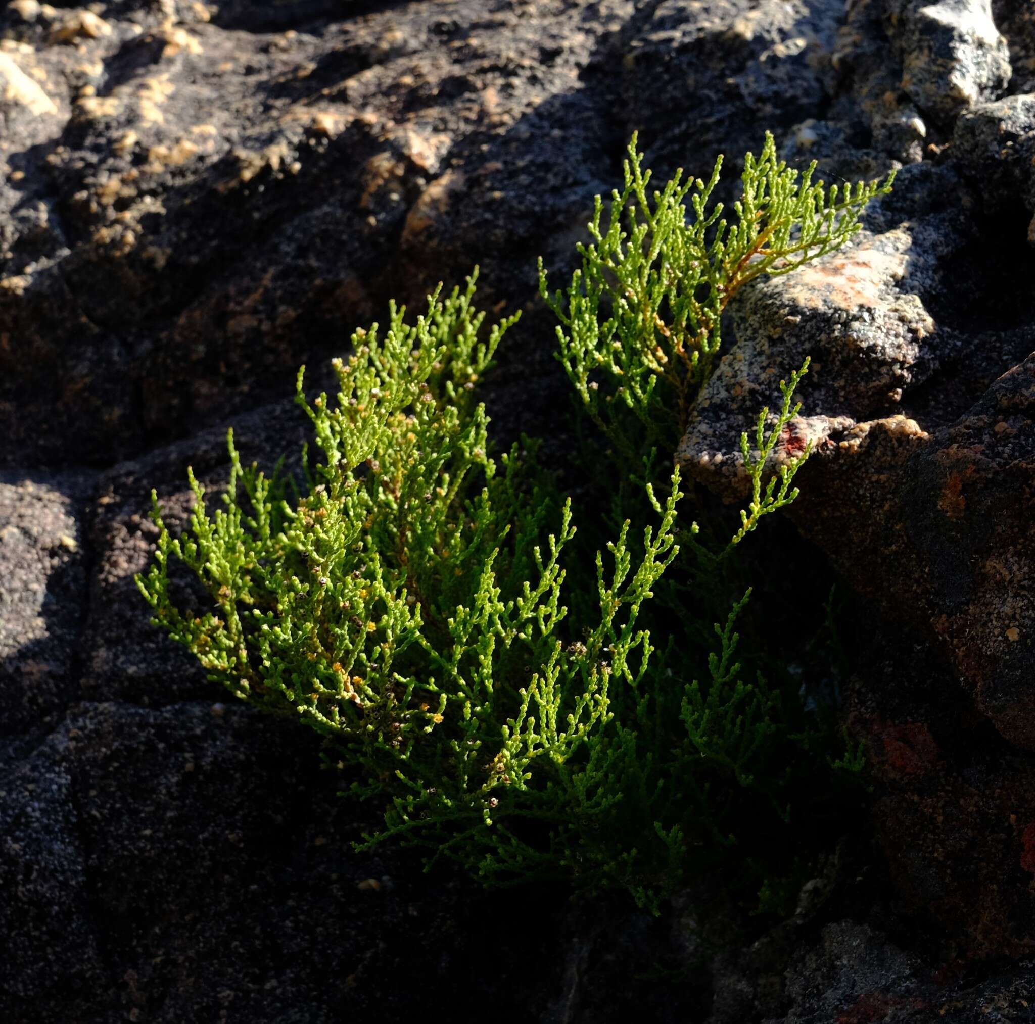 Thamnea thesioides Dümmer resmi