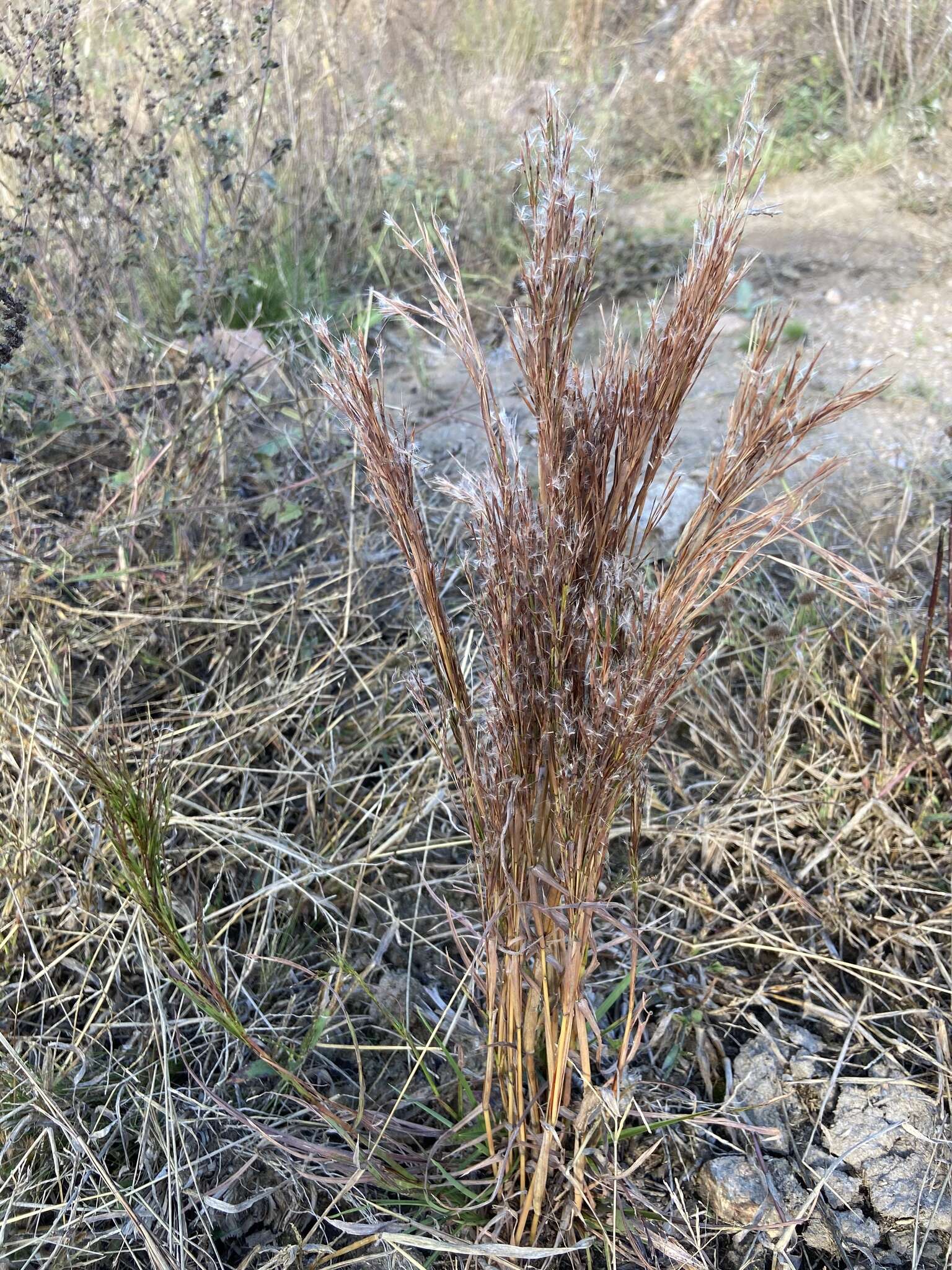 Image of Schizachyrium spicatum (Spreng.) Herter