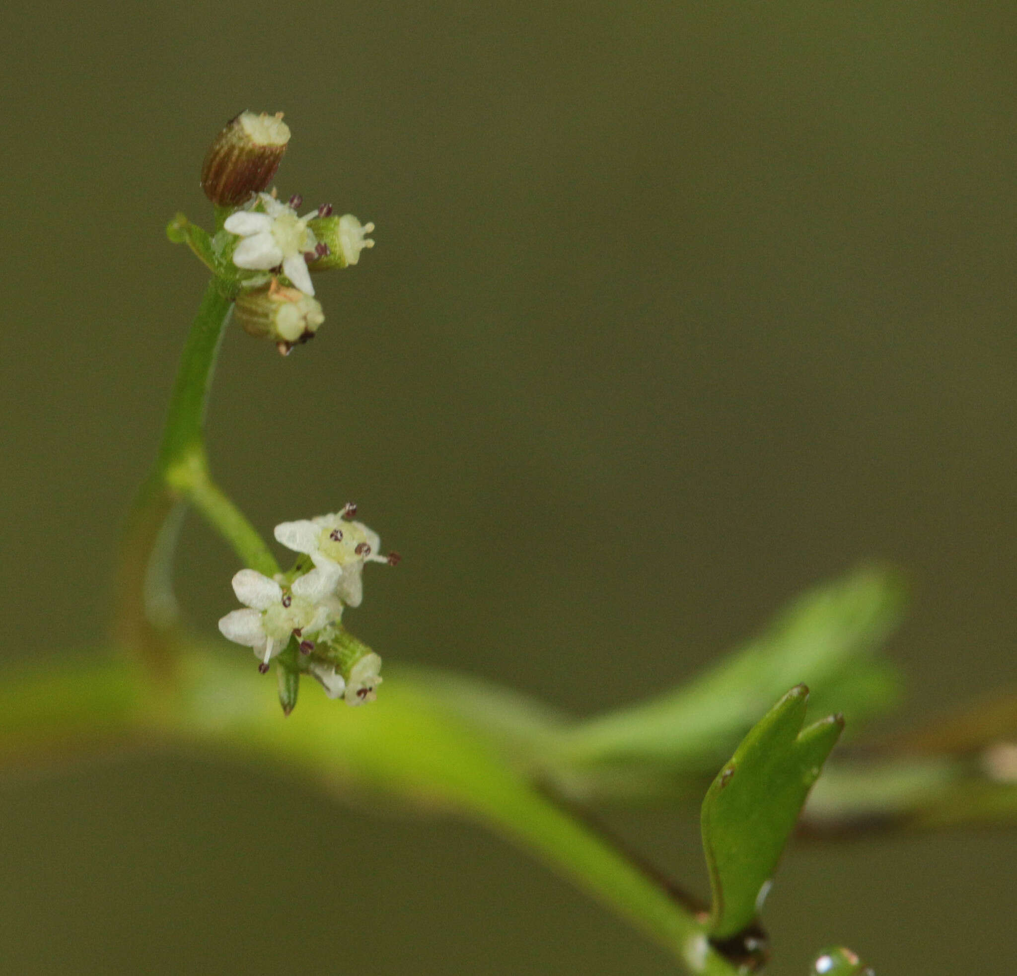 Image of Helosciadium inundatum (L.) Koch