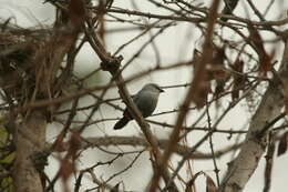 Image of Lavender Waxbill