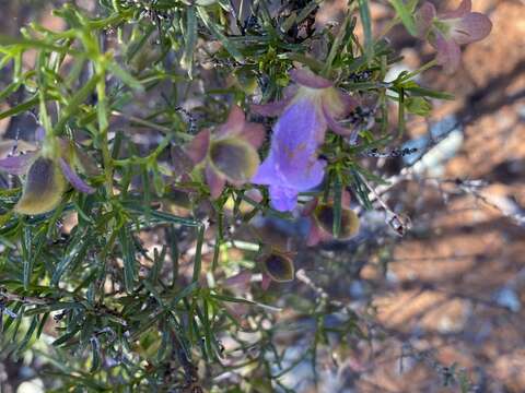 Imagem de Eremophila metallicorum S. Moore