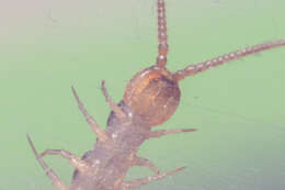 Image of Lithobius melanops Newport 1845