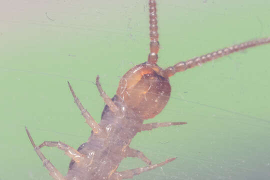 Image of Lithobius melanops Newport 1845