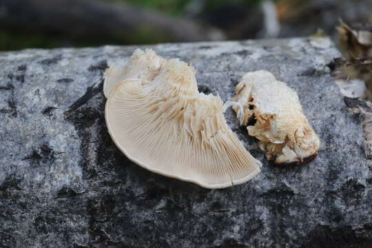 Lentinus pilososquamulosus Lj. N. Vassiljeva 1973 resmi