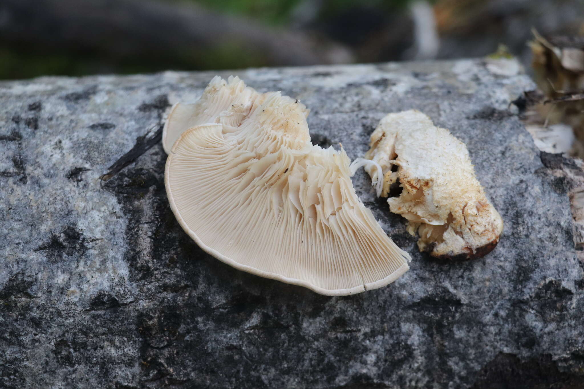 Image de Lentinus pilososquamulosus Lj. N. Vassiljeva 1973